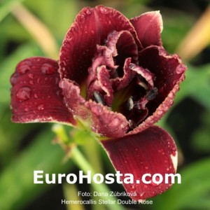 Hemerocallis Stellar Double Rose