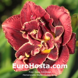 Hemerocallis Stellar Double Rose