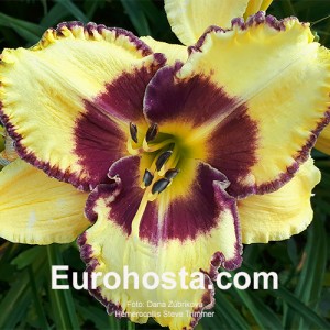 Hemerocallis Steve Trimmer