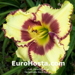 Hemerocallis Steve Trimmer