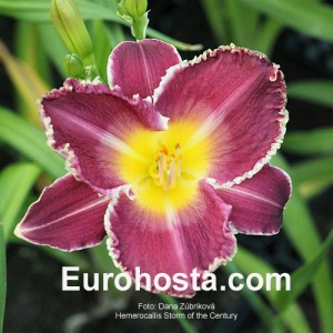 Hemerocallis Storm of the Century - Eurohosta