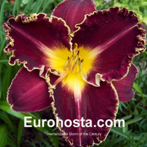 Hemerocallis Storm of the Century - Eurohosta