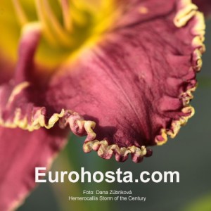 Hemerocallis Storm of the Century - Eurohosta