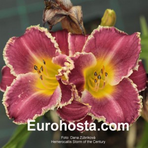 Hemerocallis Storm of the Century - Eurohosta