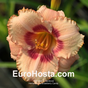 Hemerocallis Strawberry Candy - Eurohosta