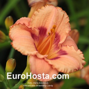 Hemerocallis Strawberry Candy - Eurohosta