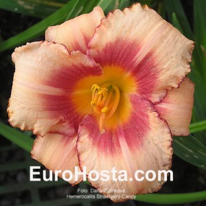 Hemerocallis Strawberry Candy - Eurohosta