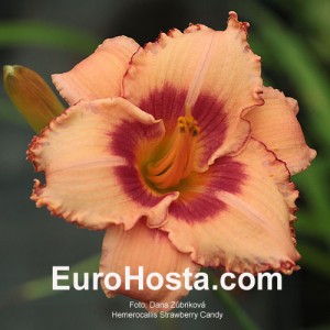 Hemerocallis Strawberry Candy - Eurohosta