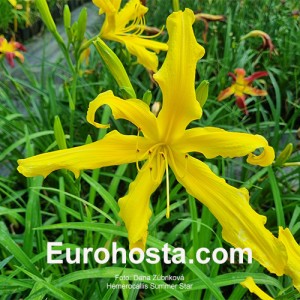 Hemerocallis Summer Star