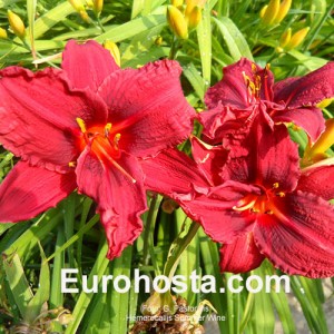 Hemerocallis Summer Wine - Eurohosta