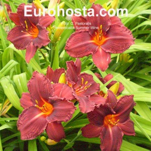 Hemerocallis Summer Wine - Eurohosta