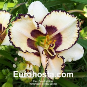 Hemerocallis Sunday Sandals