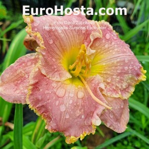 Hemerocallis Surprise Encounter