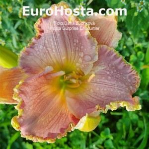 Hemerocallis Surprise Encounter