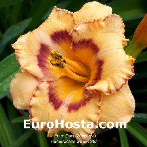 Hemerocallis Sweet Stuff