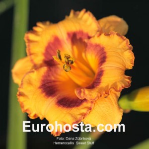 Hemerocallis Sweet Stuff