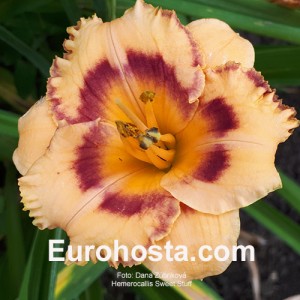 Hemerocallis Sweet Stuff