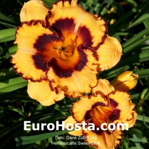 Hemerocallis Sweet Stuff