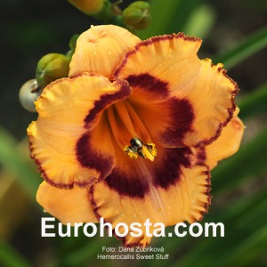 Hemerocallis Sweet Stuff