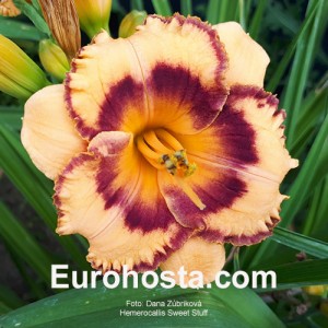 Hemerocallis Sweet Stuff