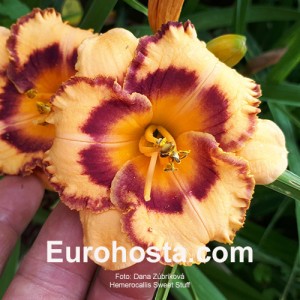 Hemerocallis Sweet Stuff