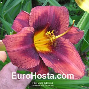 Hemerocallis Tamarine - Eurohosta