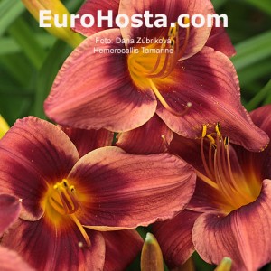 Hemerocallis Tamarine - Eurohosta