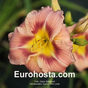 Hemerocallis Taunus Pink Lover Eurohosta
