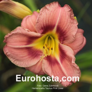 Hemerocallis Taunus Pink Lover