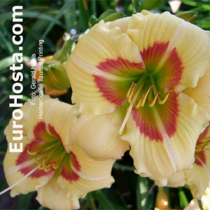 Hemerocallis Taunus Printing