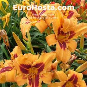 Hemerocallis Tech Colors