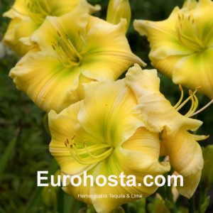 Hemerocallis Tequila and Lime - Eurohosta