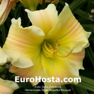 Hemerocallis Texas Beautiful Bouquet - Eurohosta