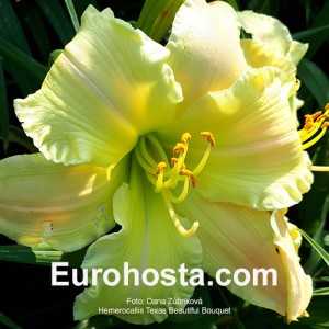 Hemerocallis Texas Beautiful Bouquet