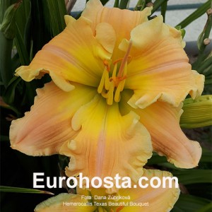 Hemerocallis Texas Beautiful Bouquet