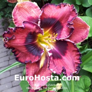 Hemerocallis The Band Played On - Eurohosta