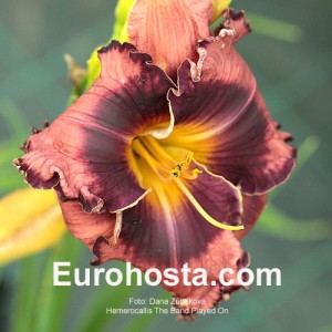 Hemerocallis The Band Played On - Eurohosta