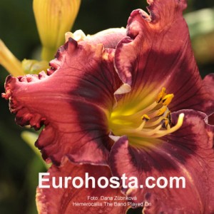 Hemerocallis The Band Played On - Eurohosta