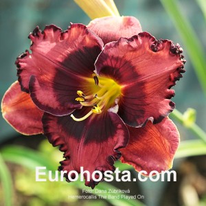 Hemerocallis The Band Played On - Eurohosta