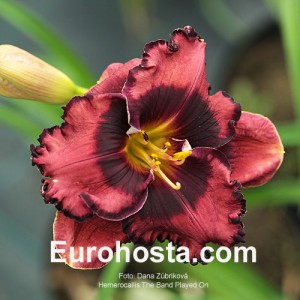 Hemerocallis The Band Played On - Eurohosta