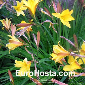 Hemerocallis Thumbelina - Eurohosta