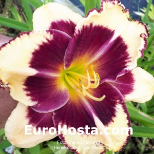 Hemerocallis Tiger Blood - Eurohosta