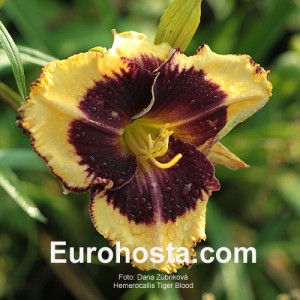 Hemerocallis Tiger Blood - Eurohosta