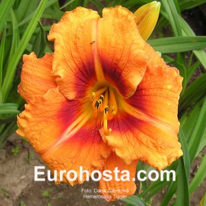 Hemerocallis Tigger - Eurohosta