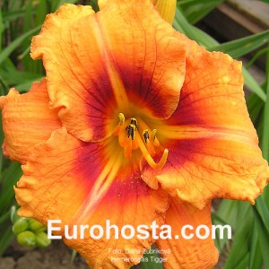 Hemerocallis Tigger - Eurohosta