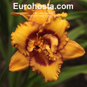 Hemerocallis Topguns Legend Maker 