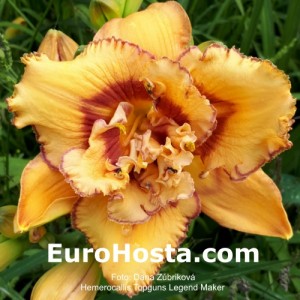 Hemerocallis Topguns Legend Maker 