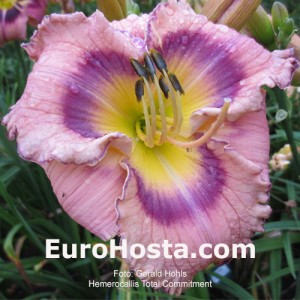 Hemerocallis Total Commitment