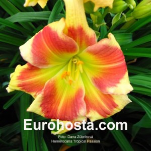 Hemerocallis Tropical Passion