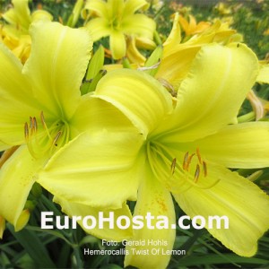 Hemerocallis Twist Of Lemon